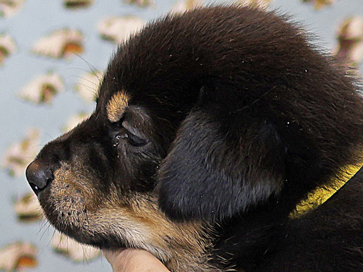 chinook puppy